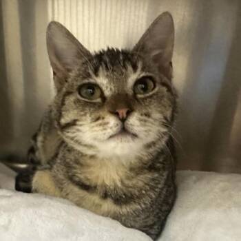 Tinkerbell -  Domestic Short Hair Cat for Adoption in Walnut Creek, California - Tinkerbell | PetCurious