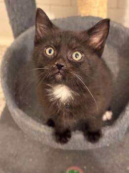 Forest -  Domestic Short Hair Cat for Adoption in Pittsburgh, Pennsylvania - Forest | PetCurious