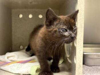 MADDALA -  Domestic Short Hair Cat for Adoption in Kent, Washington - MADDALA | PetCurious