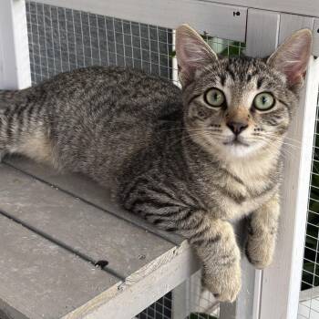 Tiger -  Domestic Short Hair Cat for Adoption in Villa Park, California - Tiger | PetCurious