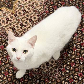 Rescue Domestic Short Hair Cats for Adoption in Ridgefield, Washington - Mr. Wonderful Angel | PetCurious