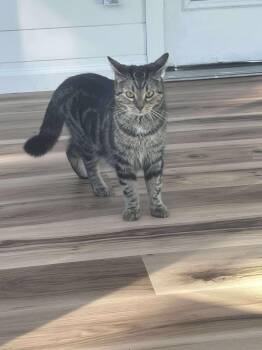 Rescue Domestic Short Hair and Tabby Cats for Adoption in New York, New York - Jelly | PetCurious