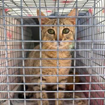 Summer -  Domestic Short Hair Cat for Adoption in Brighton, Missouri - Summer | PetCurious