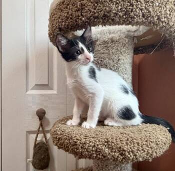 Spiral -  Domestic Short Hair Cat for Adoption in Orlando, Florida - Spiral | PetCurious