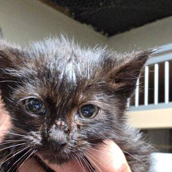 Panthera -  Domestic Short Hair Cat for Adoption in Madisonville, Kentucky - Panthera | PetCurious