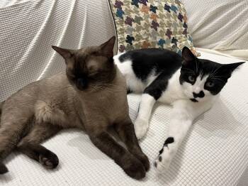 Deuce and Tux -  Domestic Short Hair and Siamese Cat for Adoption in Fairfax, Virginia - Deuce And Tux | PetCurious