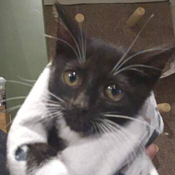 Graveyard Shift -  Domestic Short Hair Cat for Adoption in Eagle Mountain, Utah - Graveyard Shift | PetCurious