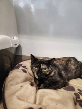 Rescue Tortoiseshell Cats for Adoption in Oskaloosa, Iowa - Ororo | PetCurious