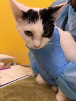 Poppy -  Domestic Short Hair Cat for Adoption in Raleigh, North Carolina - Poppy | PetCurious