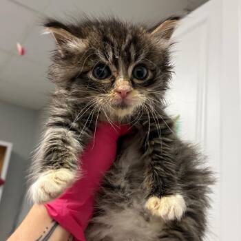 Domestic Medium Hair Cats Available for Adoption in Greenville, South Carolina - Dust Bunny | PetCurious