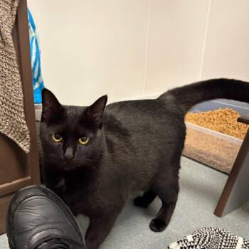 Gorgeous -  Domestic Short Hair Cat for Adoption in West Palm Beach, Florida - Gorgeous | PetCurious