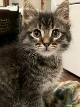 Domestic Short Hair Cats Available for Adoption in Dayton, Minnesota - Enoch (red) | PetCurious