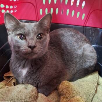 Rescue Domestic Short Hair Cats for Adoption in Kansas City, Missouri - Toaster | PetCurious