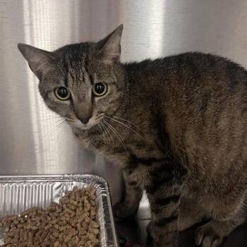 Bonnie -  Domestic Short Hair Cat for Adoption in Bentonville, Arkansas - Bonnie | PetCurious