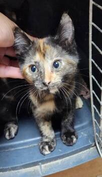 Kitten 28219 (Stella) -  Tortoiseshell Cat for Adoption in Parlier, California - Kitten 28219 (Stella) | PetCurious