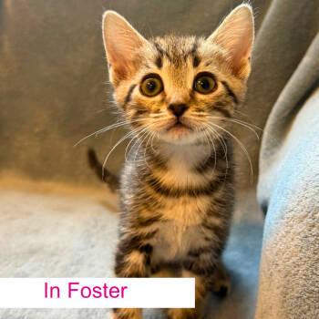 Rescue Domestic Short Hair Cats for Adoption in Chapel Hill, North Carolina - Argyle | PetCurious