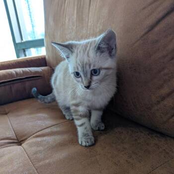 Toph -  Siamese Cat for Adoption in Chico, California - Toph | PetCurious