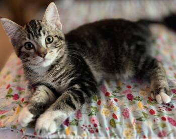 Sebastian 5.15.26 (prespay) -  Domestic Short Hair Cat for Adoption in Apopka, Florida - Sebastian 5.15.26 (prespay) | PetCurious
