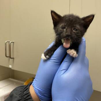 Pepsi 9323 -  Domestic Short Hair Cat for Adoption in Columbus, Georgia - Pepsi 9323 | PetCurious