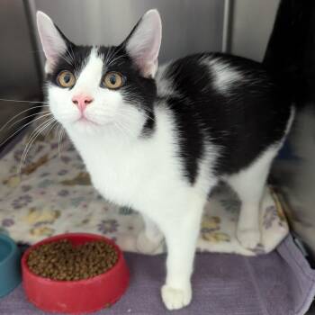 Peter Criss -  Domestic Short Hair Cat for Adoption in Evansville, Indiana - Peter Criss | PetCurious
