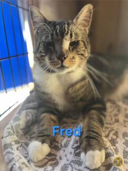 Rescue Domestic Short Hair Cats for Adoption - Fred | PetCurious