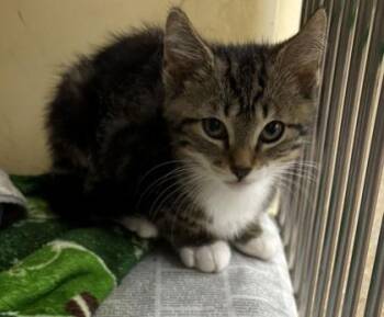 94043A Christina-Petco North Charleston -  Domestic Short Hair Cat for Adoption in North Charleston, South Carolina - 94043A Christina-Petco North Charleston | PetCurious