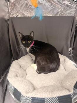 MORTICIA -  Domestic Short Hair Cat for Adoption in Grovetown, Georgia - MORTICIA | PetCurious