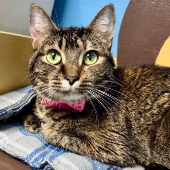 Domestic Short Hair Cats Available for Adoption - Hollis | PetCurious