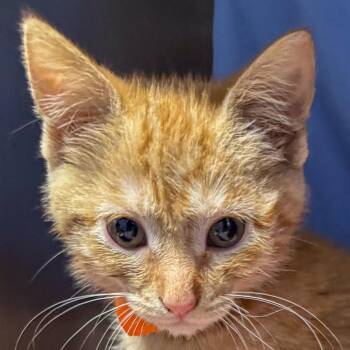 Ahsoka -  Domestic Medium Hair Cat for Adoption in Kennebunk, Maine - Ahsoka | PetCurious