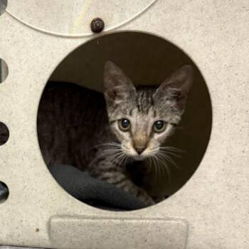 Juneberry -  Domestic Short Hair Cat for Adoption in San Antonio, Texas - Juneberry | PetCurious