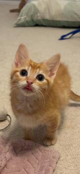 Domestic Short Hair Cats Available for Adoption in Lawrenceville, Georgia - Steve | PetCurious