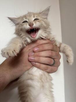 Hermes -  Domestic Medium Hair Cat Available for Adoption in Reston, Virginia - Hermes | PetCurious