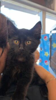 Magnolia -  Domestic Short Hair Cat for Adoption in Burnaby, British Columbia - Magnolia | PetCurious