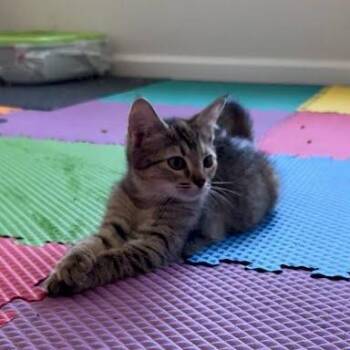 Intrepid -  Domestic Short Hair Cat for Adoption in Winston-salem, North Carolina - Intrepid | PetCurious