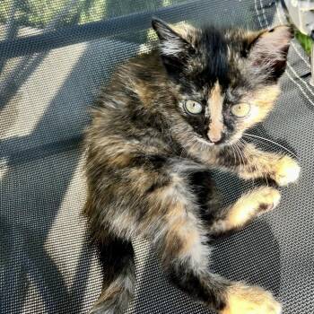 Bon Bon -  Domestic Short Hair Cat for Adoption in Columbia, Missouri - Bon Bon | PetCurious