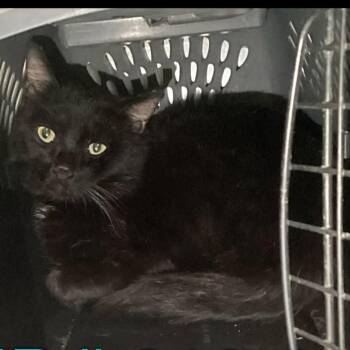 Domestic Short Hair Cats Available for Adoption in Austin, Texas - Taco Bout It | PetCurious