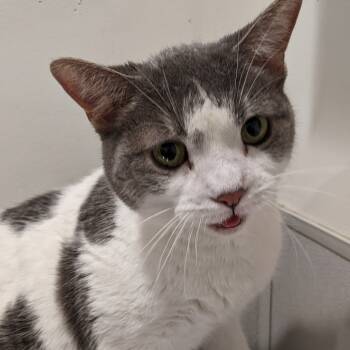 Rescue Domestic Short Hair Cats for Adoption in Tampa, Florida - Clae | PetCurious