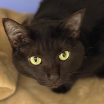 Domestic Short Hair Cats Available for Adoption - Jasmine | PetCurious