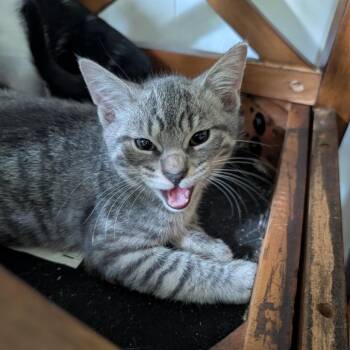 Donnie -  Domestic Short Hair Cat for Adoption in Saugerties, New York - Donnie | PetCurious