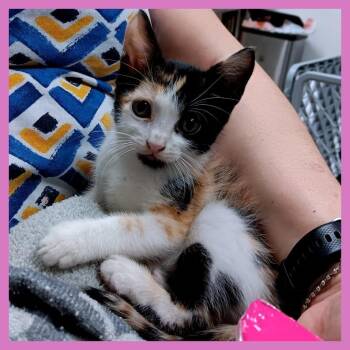 Calia -  Domestic Short Hair Cat Available for Adoption in Guaynabo, Guaynabo - Calia | PetCurious