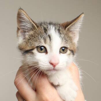 The Wizard C70071 -  Domestic Short Hair Cat for Adoption in Minnetonka, Minnesota - The Wizard C70071 | PetCurious