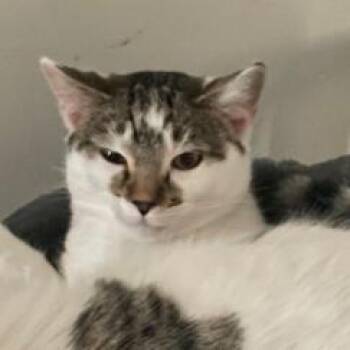 Domestic Short Hair Cats Available for Adoption in Layton, Utah - Fatty Patty | PetCurious