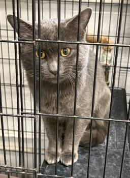 Rescue Domestic Short Hair Cats for Adoption in Mansfield, Connecticut - *FOUND* C69 | PetCurious