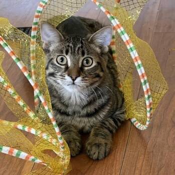 LARRY -  Domestic Short Hair Cat for Adoption in Marana, Arizona - LARRY | PetCurious