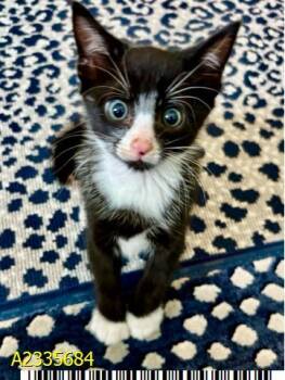 BUTTONS -  Domestic Short Hair Cat for Adoption in West Palm Beach, Florida - BUTTONS | PetCurious
