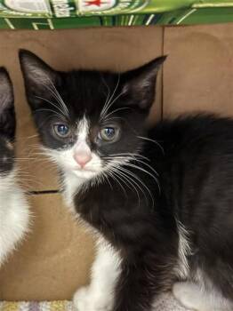 Moomoo -  American Shorthair and Domestic Short Hair Cat for Adoption in Largo, Florida - Moomoo | PetCurious