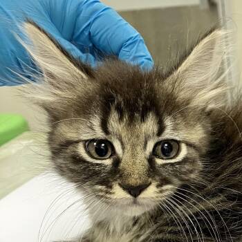 111793 -  Domestic Medium Hair Cat for Adoption in Las Cruces, New Mexico - 111793 | PetCurious