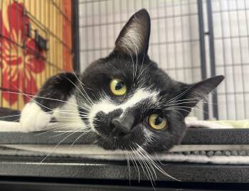 Simon -  Domestic Short Hair Cat for Adoption - Simon | PetCurious