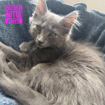 Storm -  Domestic Long Hair Cat for Adoption in Vancouver, British Columbia - Storm | PetCurious