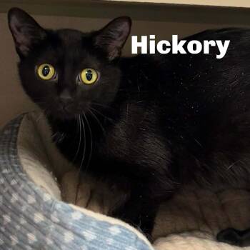 Hickory 260014 -  Domestic Short Hair Cat for Adoption in Gladstone, Michigan - Hickory 260014 | PetCurious